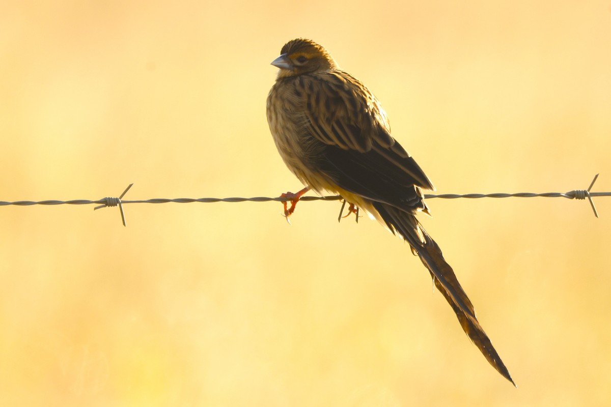 Long-tailed Widowbird - ML617369414