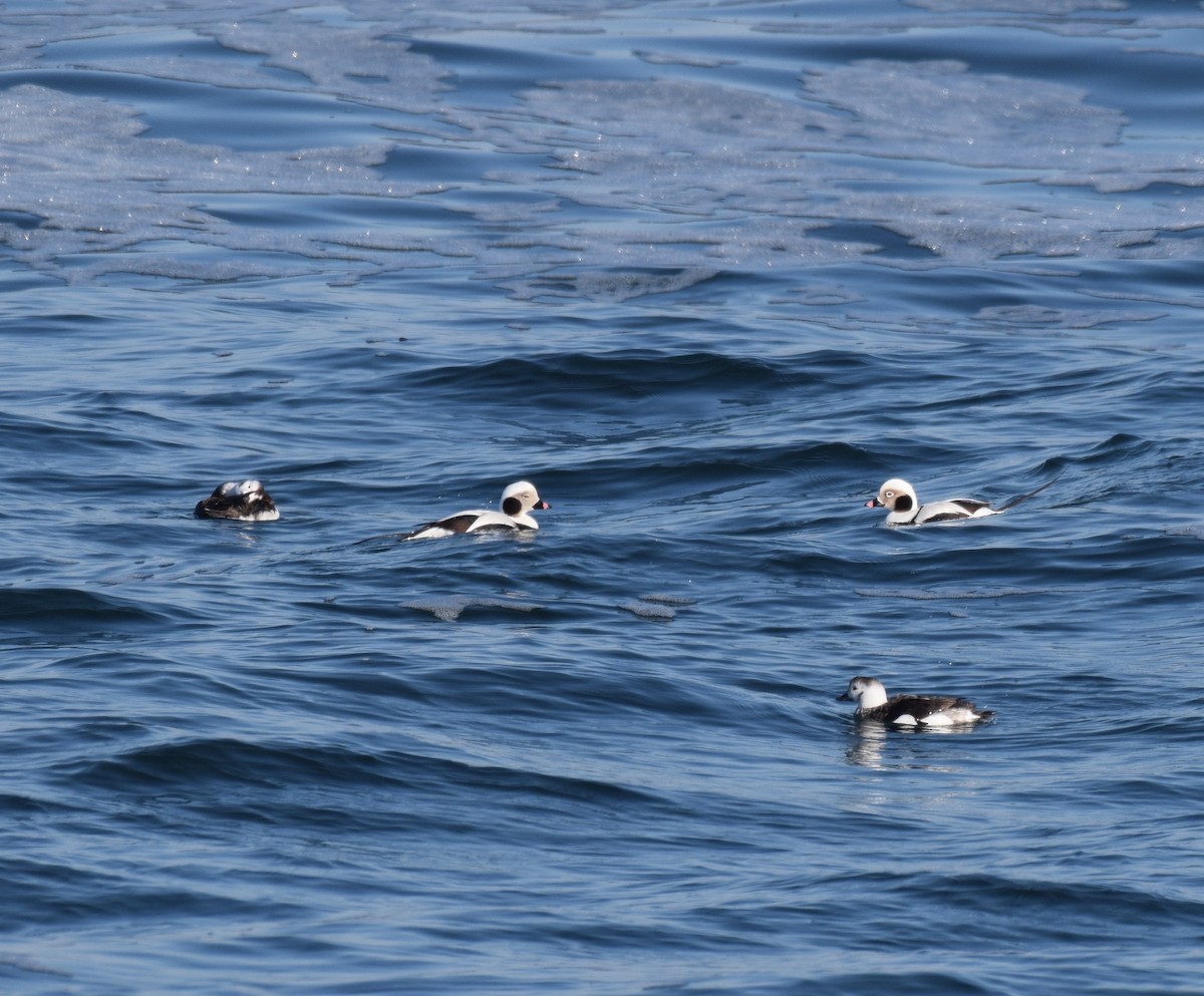 Long-tailed Duck - ML617369474