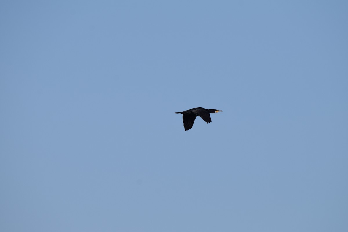Great Cormorant - Nick Kowalske