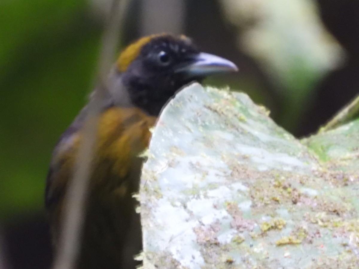 Dusky-faced Tanager - Henry Griffin