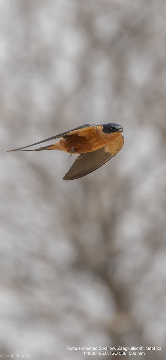 Rufous-chested Swallow - ML617369602