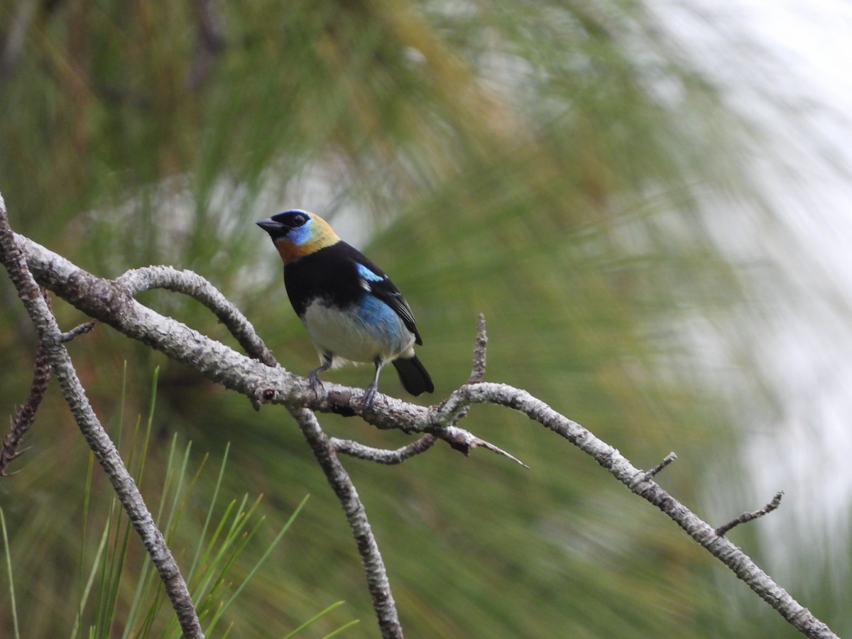Golden-hooded Tanager - Henry Griffin