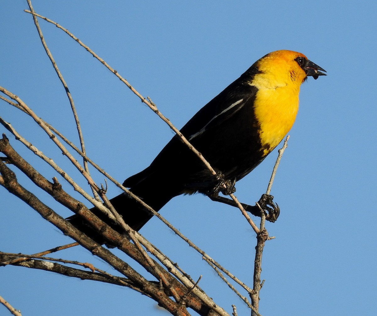 Yellow-headed Blackbird - ML61736961