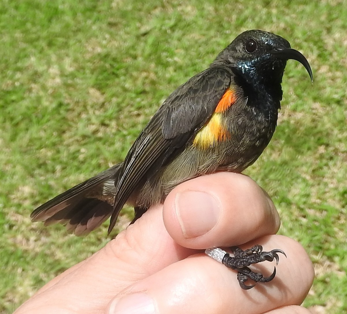 Seychelles Sunbird - ML617369613