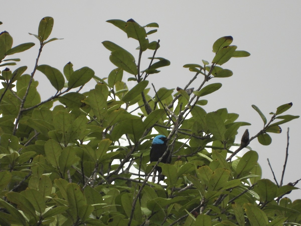 Scarlet-thighed Dacnis - Henry Griffin