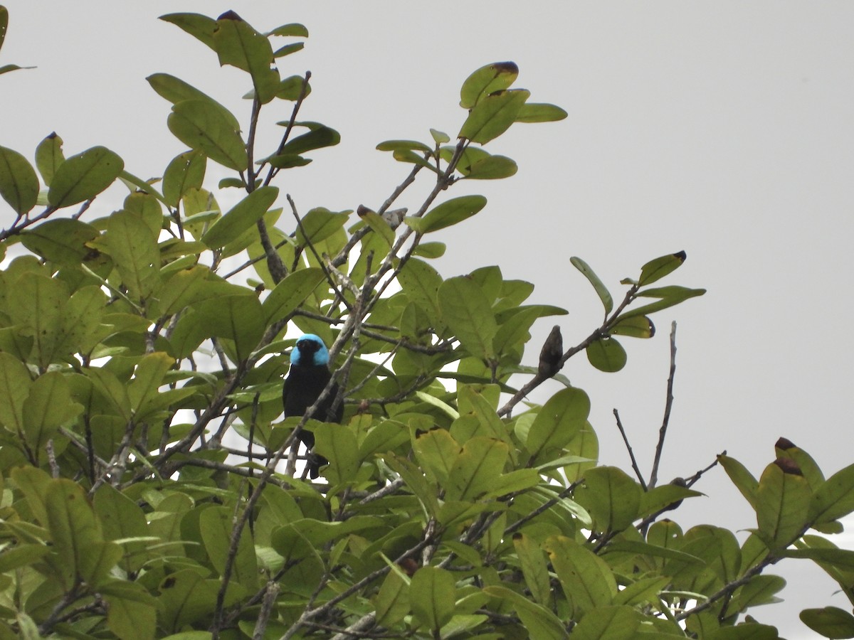 Scarlet-thighed Dacnis - Henry Griffin