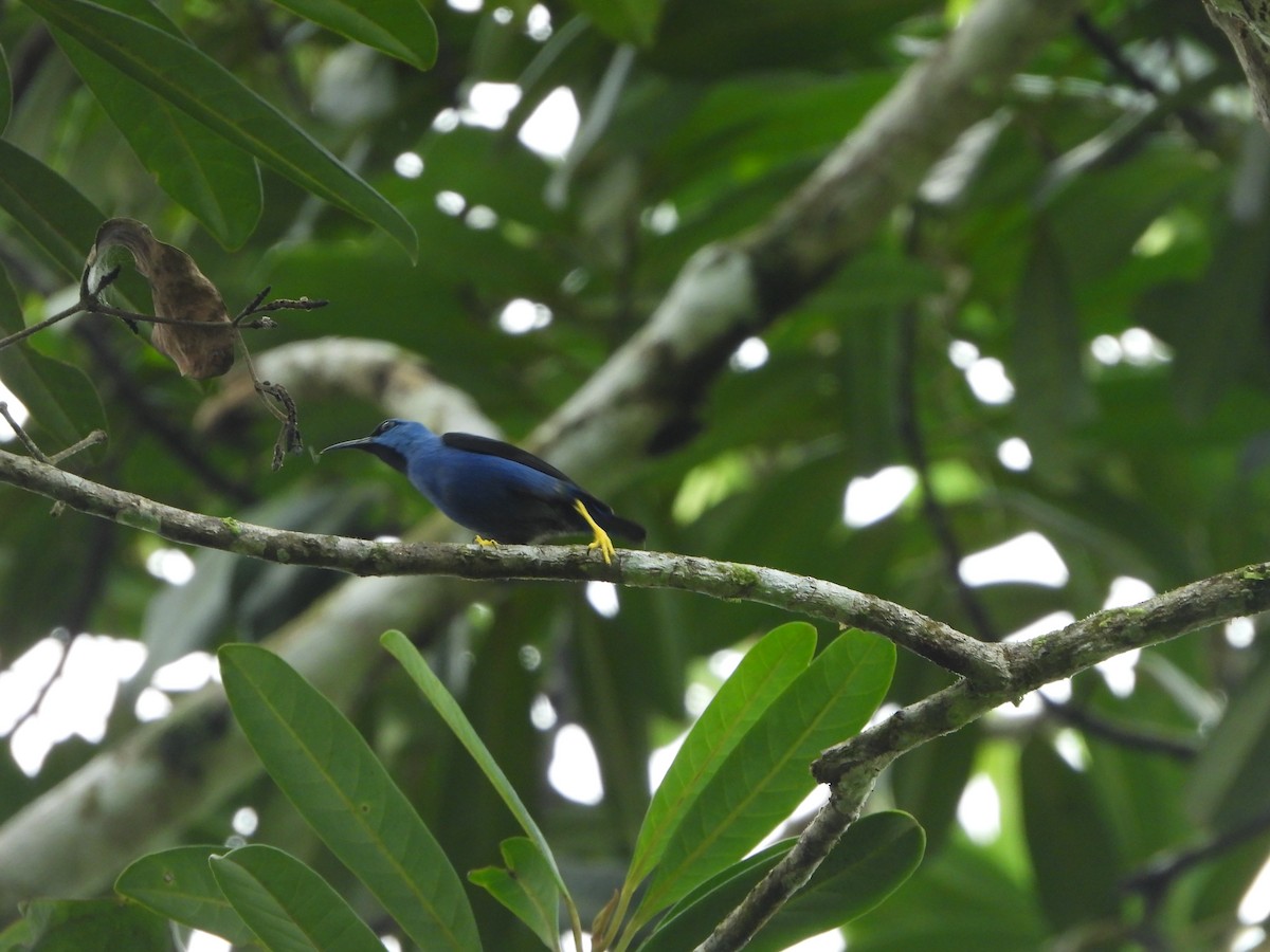 Shining Honeycreeper - Henry Griffin
