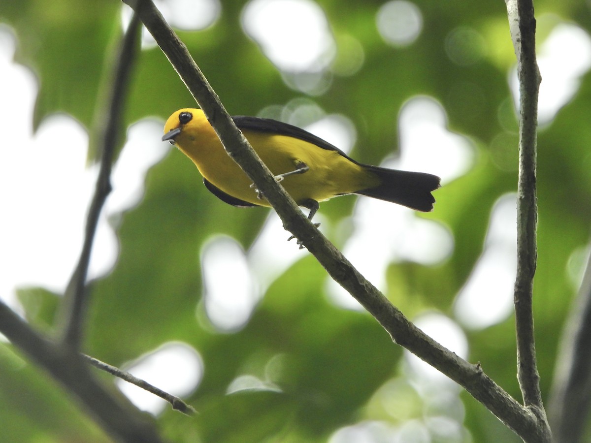 Black-and-yellow Tanager - ML617369666