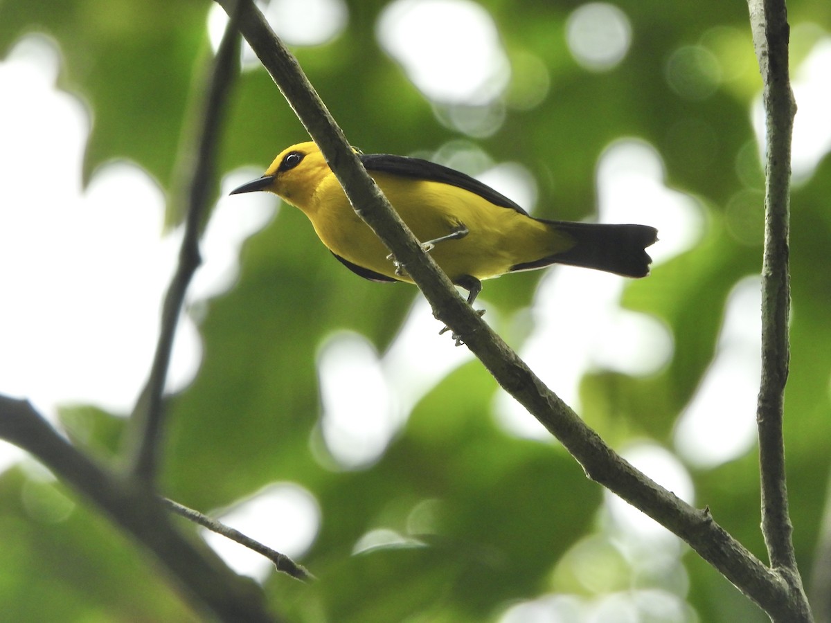 Black-and-yellow Tanager - ML617369667