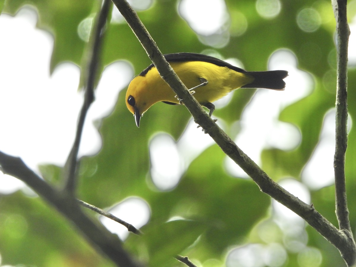 Black-and-yellow Tanager - ML617369668