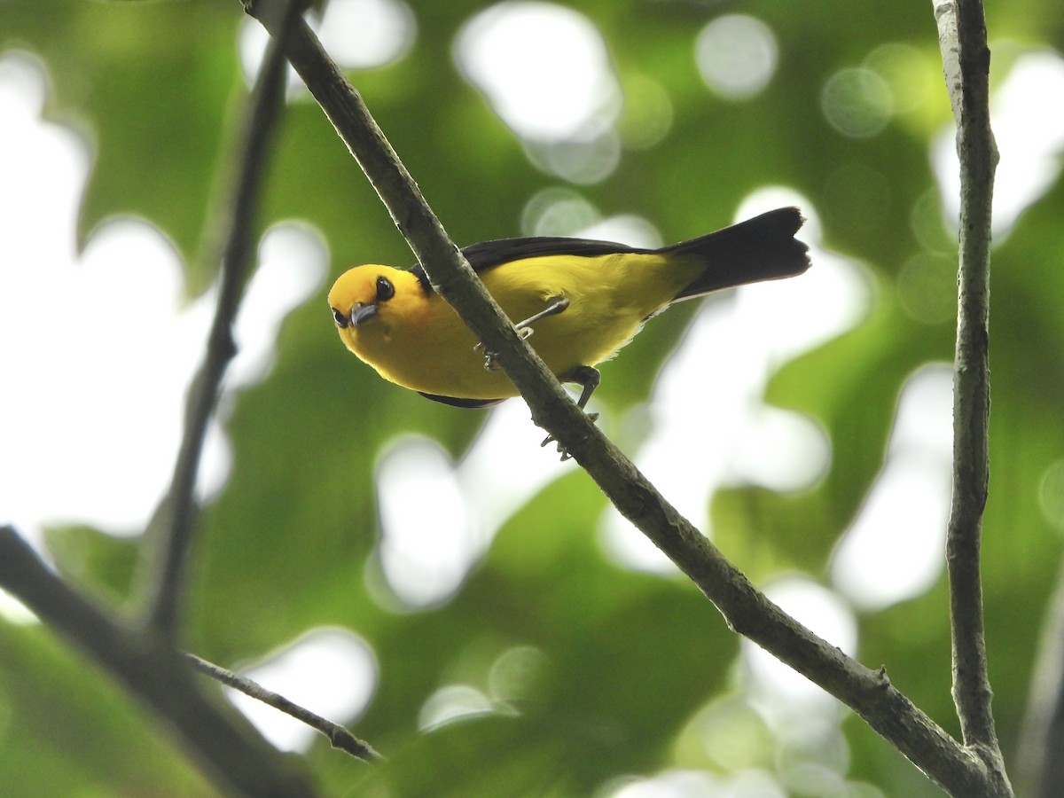 Black-and-yellow Tanager - ML617369669