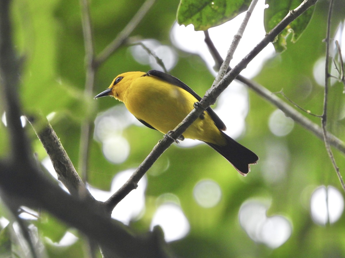 Black-and-yellow Tanager - ML617369672