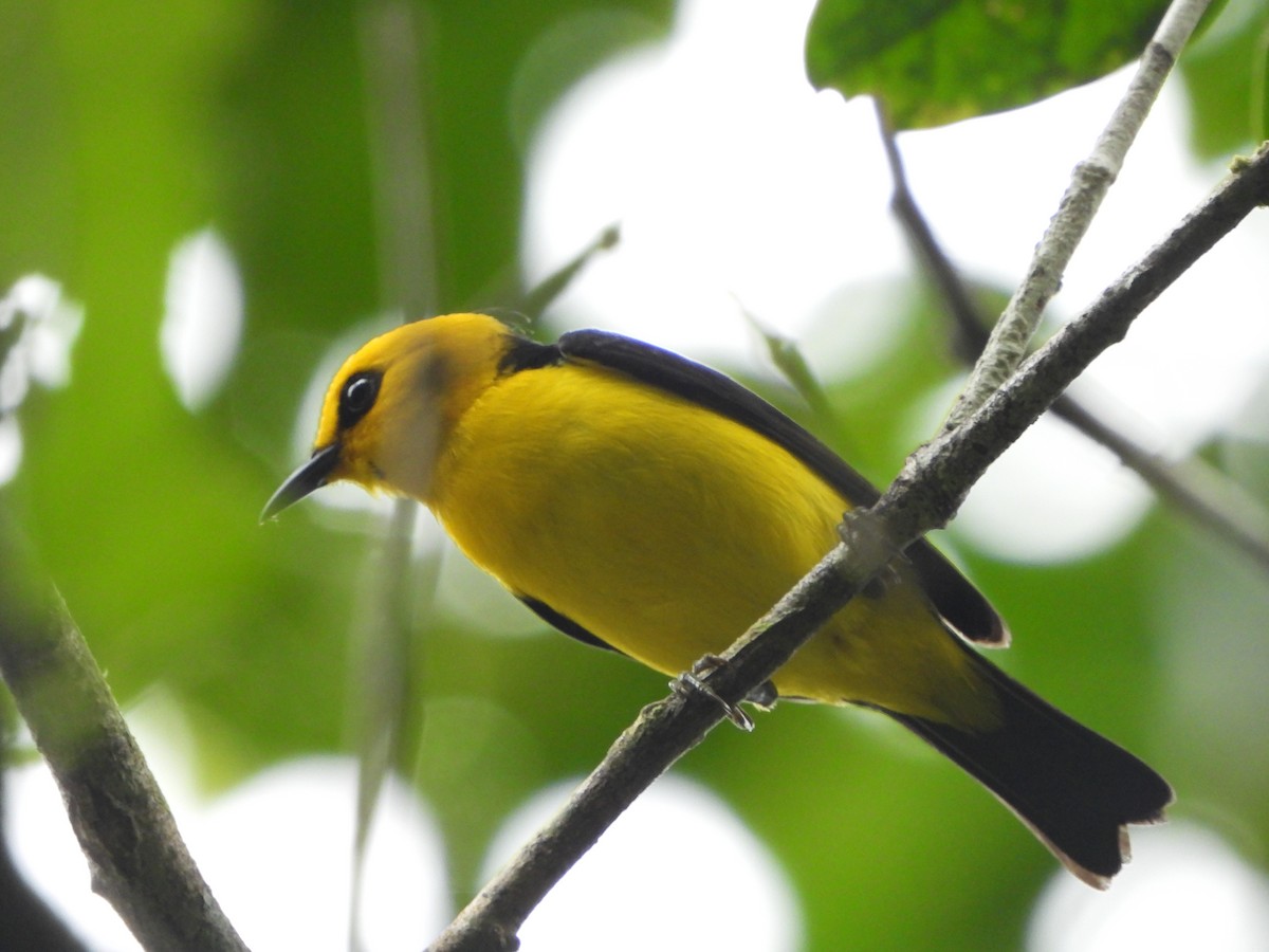 Black-and-yellow Tanager - ML617369673
