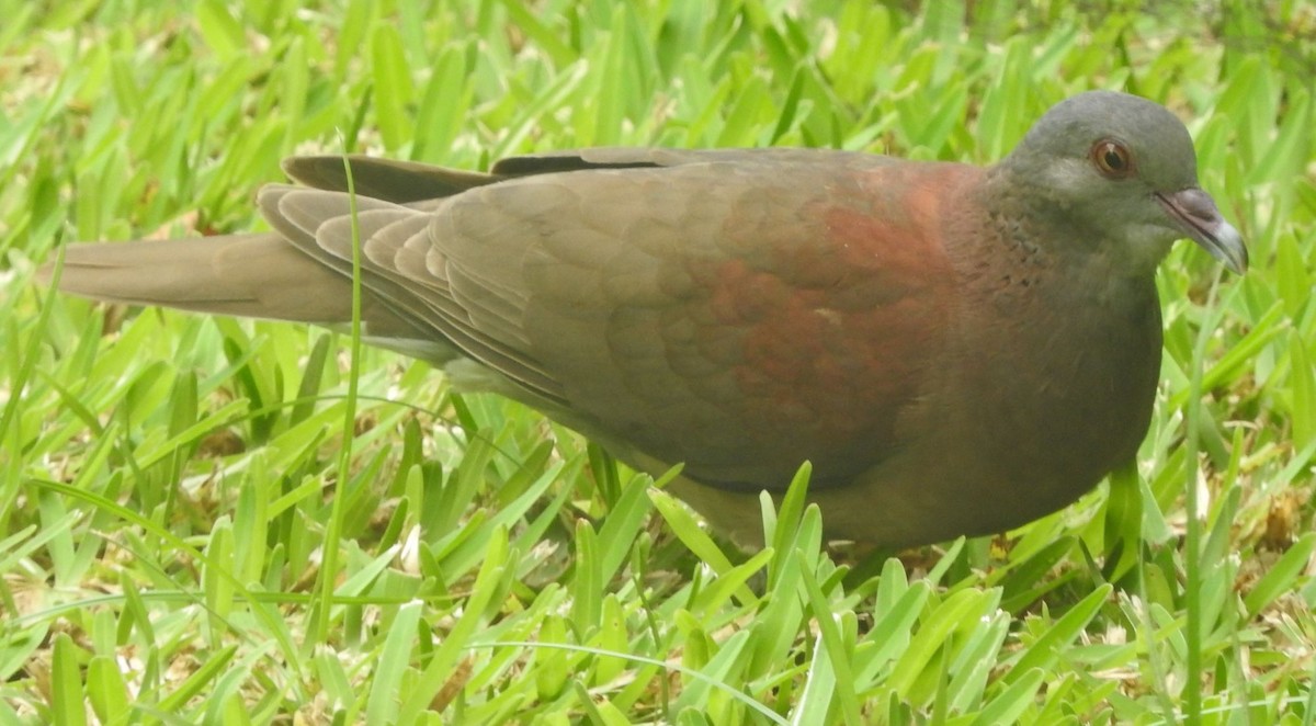 Мадагаскарский голубь - ML617369674