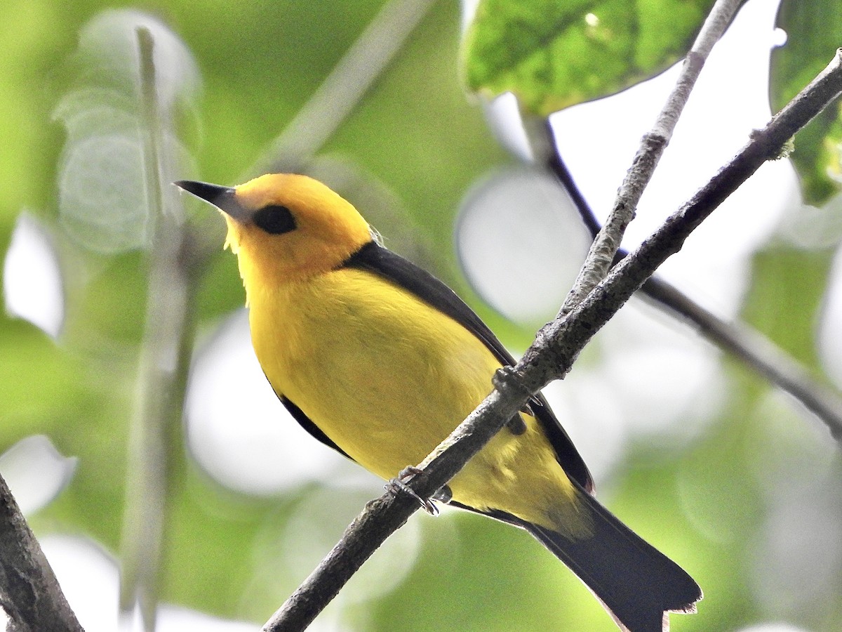 Black-and-yellow Tanager - Henry Griffin