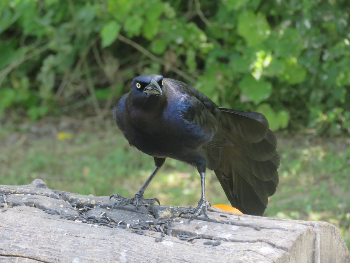 Great-tailed Grackle - Will Baxter-Bray
