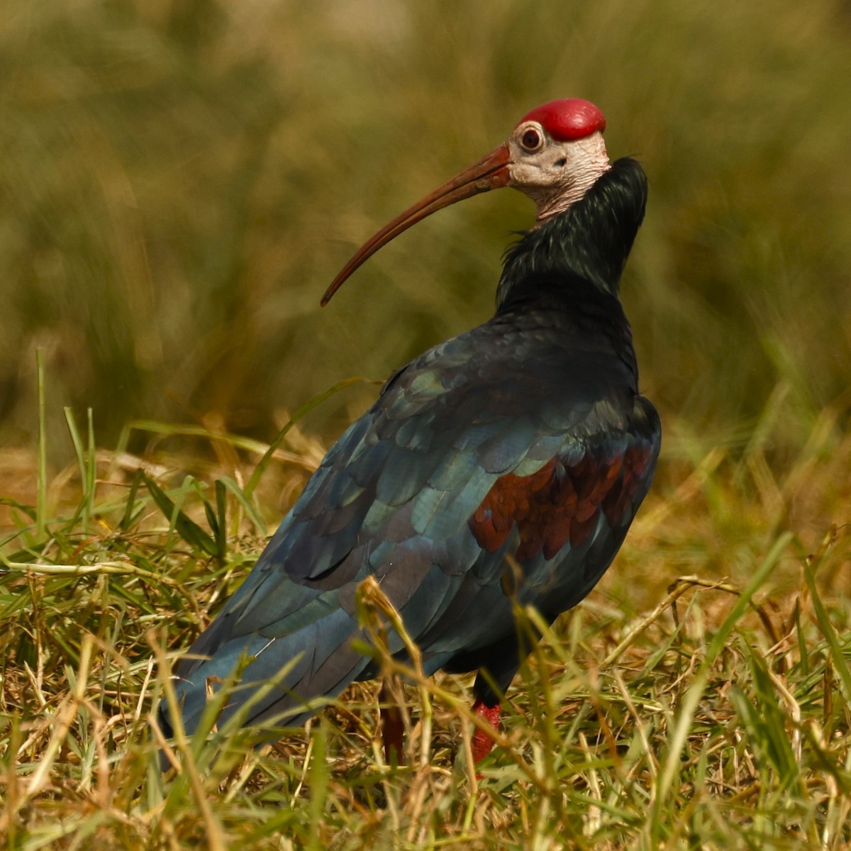 Southern Bald Ibis - John Mills