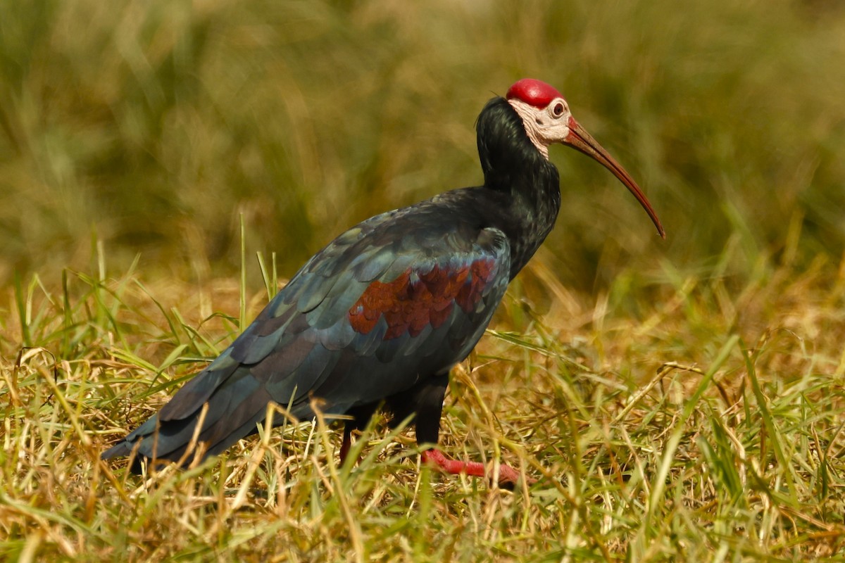 ibis jihoafrický - ML617369832