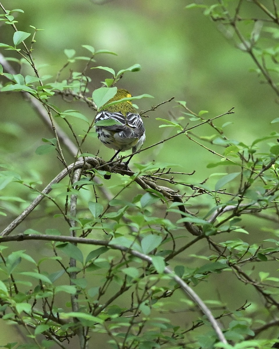 Black-throated Green Warbler - ML617369843