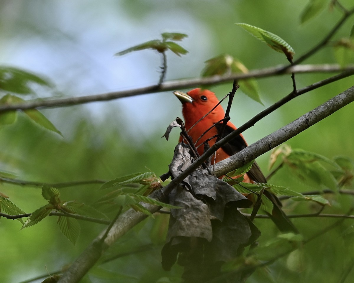 Scarlet Tanager - ML617369848