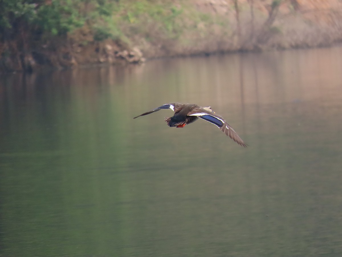 Indian Spot-billed Duck - Sreekumar Chirukandoth