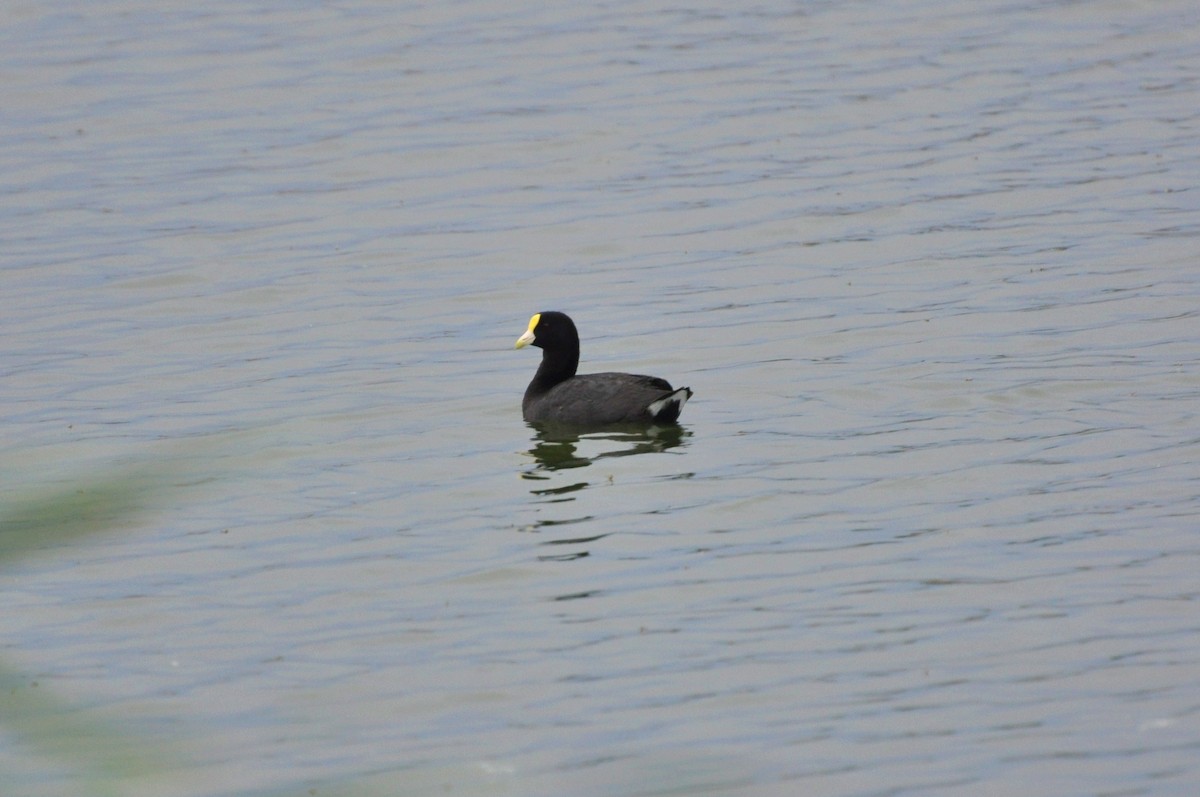 White-winged Coot - ML617369930