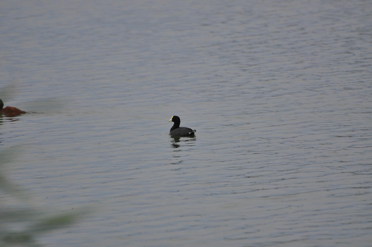 White-winged Coot - Abigail Duvall