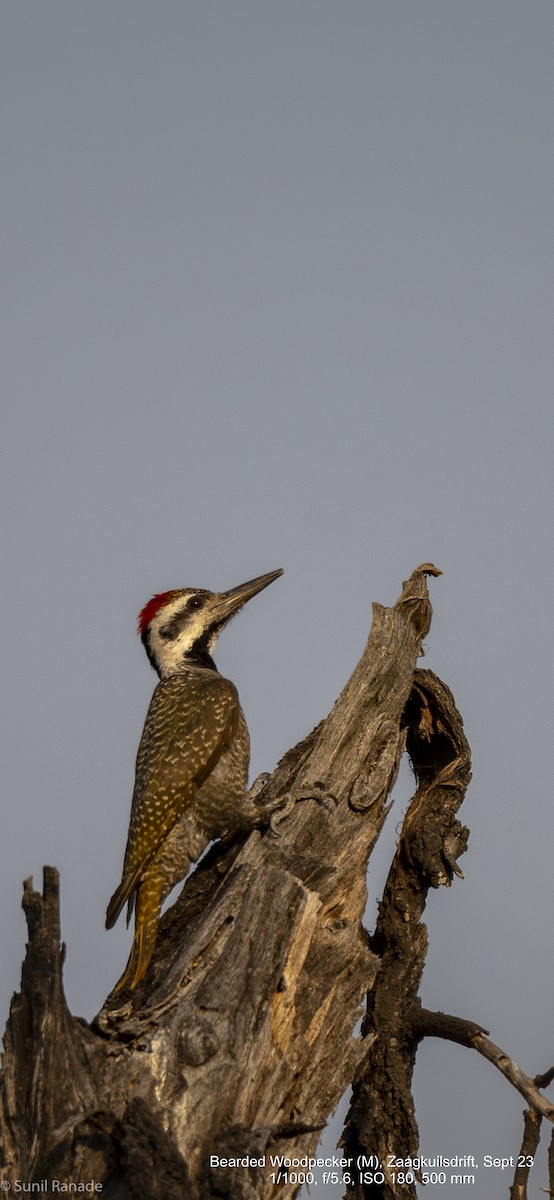 Bearded Woodpecker - Sunil Ranade