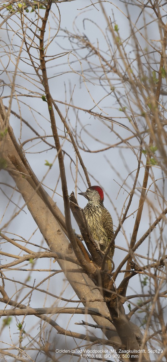 Golden-tailed Woodpecker - ML617370074