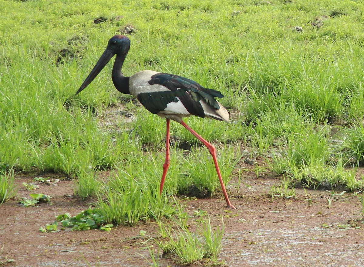 Black-necked Stork - ML617370089
