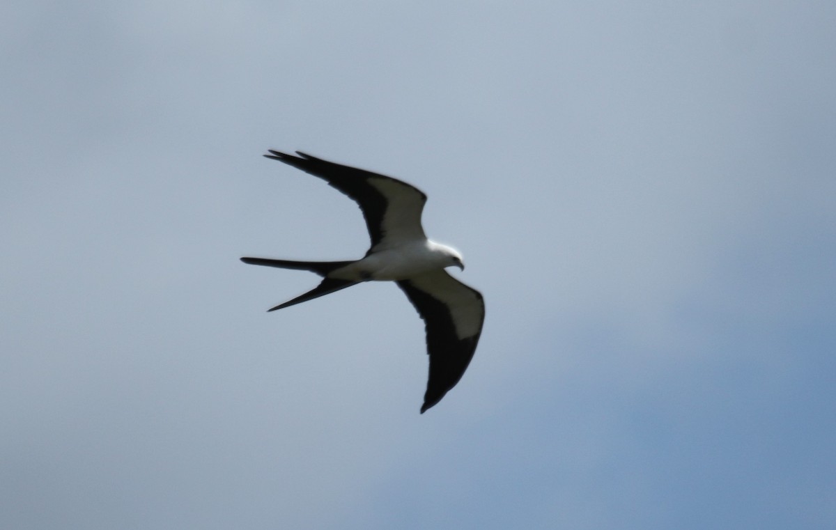 Swallow-tailed Kite - ML617370109