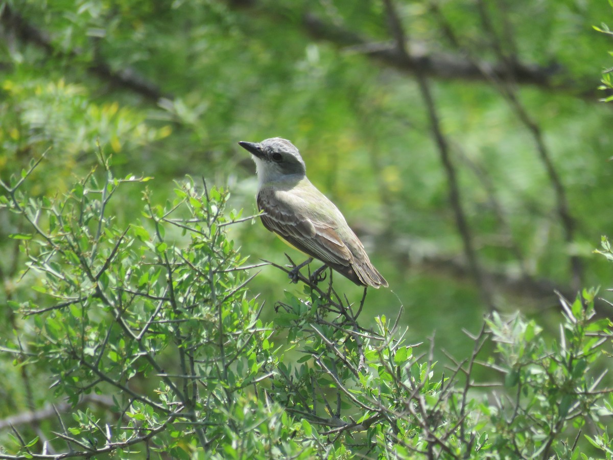 Couch's Kingbird - Will Baxter-Bray