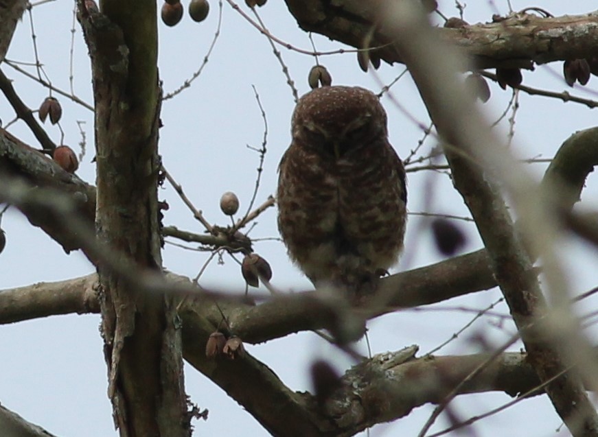 Spotted Owlet - ML617370261