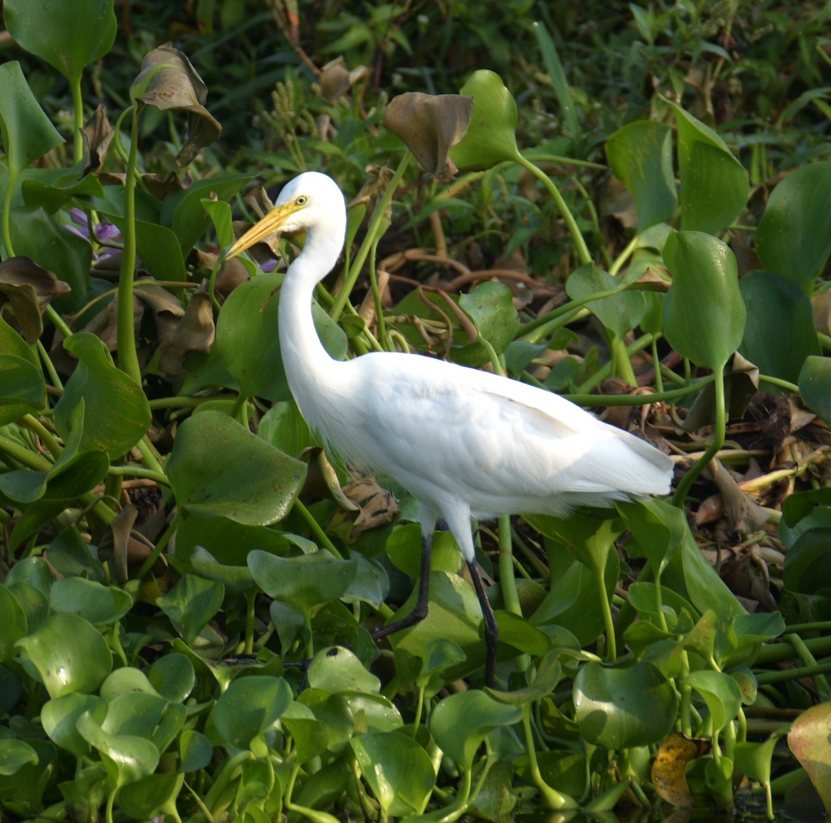 Medium Egret - Lathika Anoth
