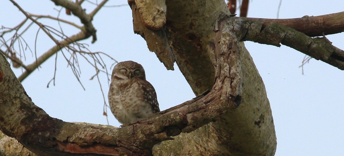 Spotted Owlet - ML617370273