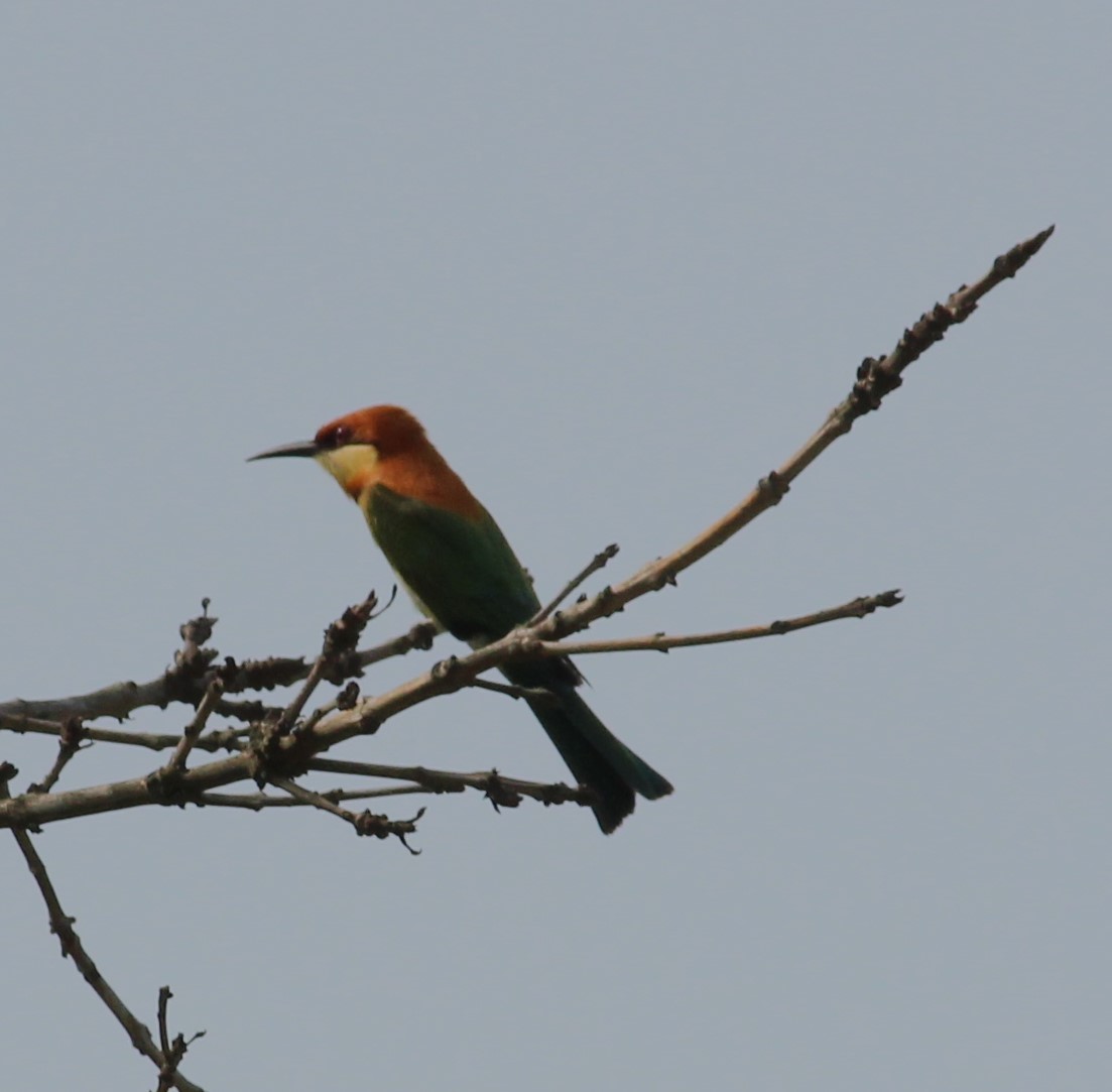 Chestnut-headed Bee-eater - Ananya Mangale