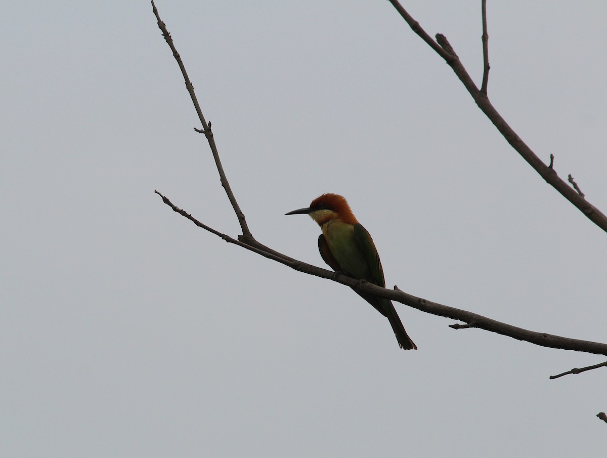 Chestnut-headed Bee-eater - ML617370290