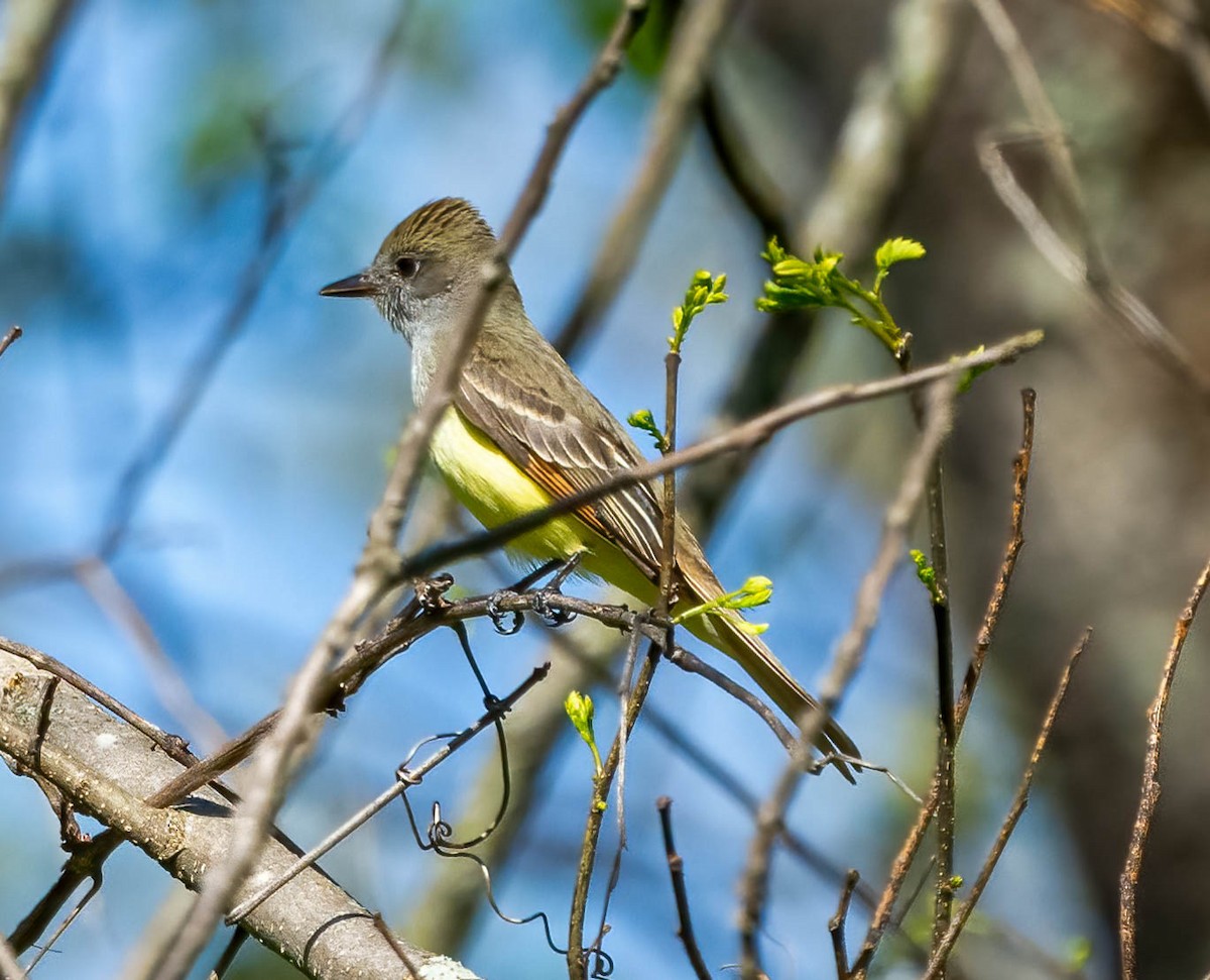 Great Crested Flycatcher - ML617370338