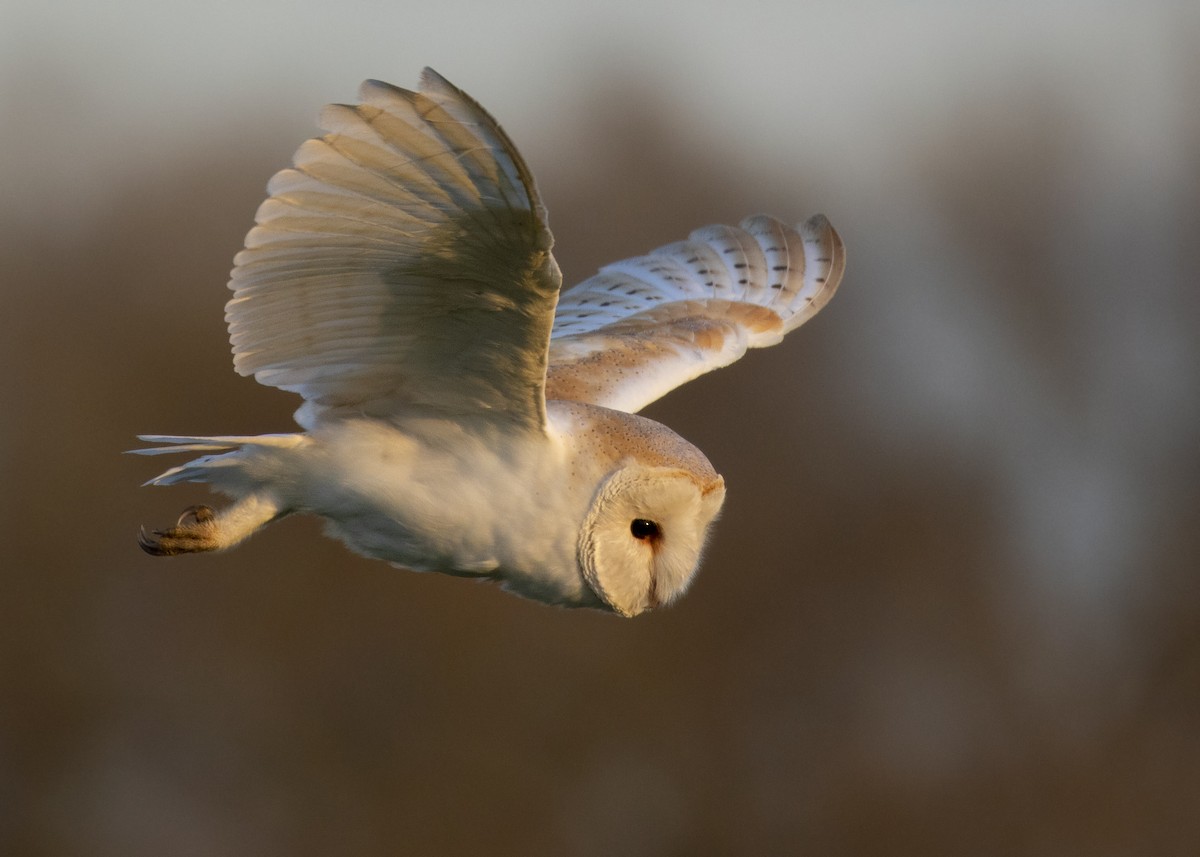 Barn Owl (Eurasian) - Nathaniel Dargue