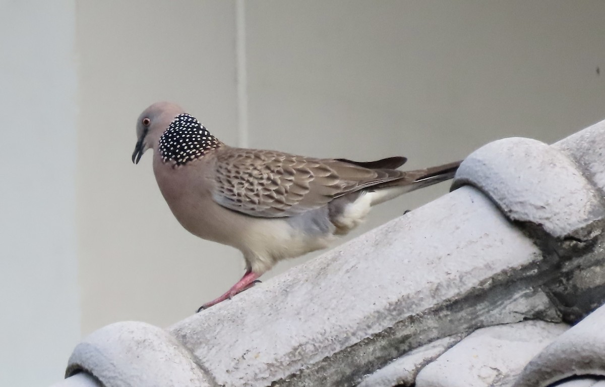 Spotted Dove - ML617370382