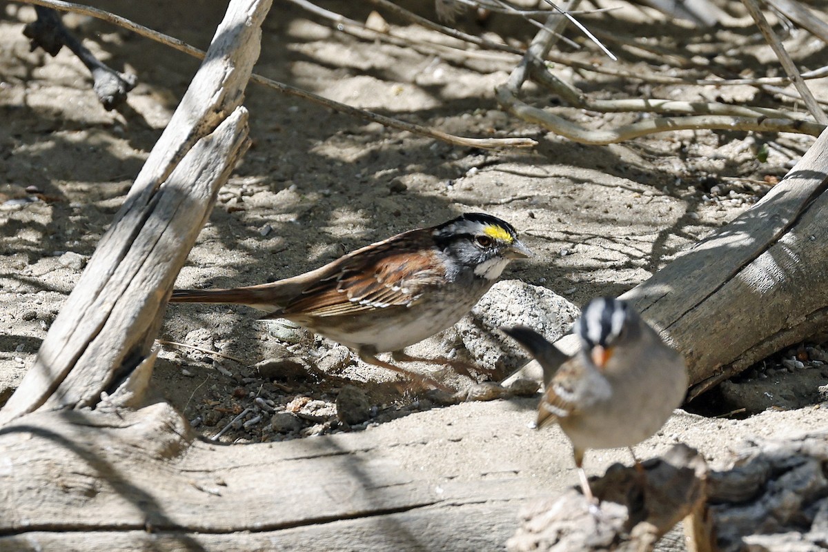 White-throated Sparrow - ML617370440