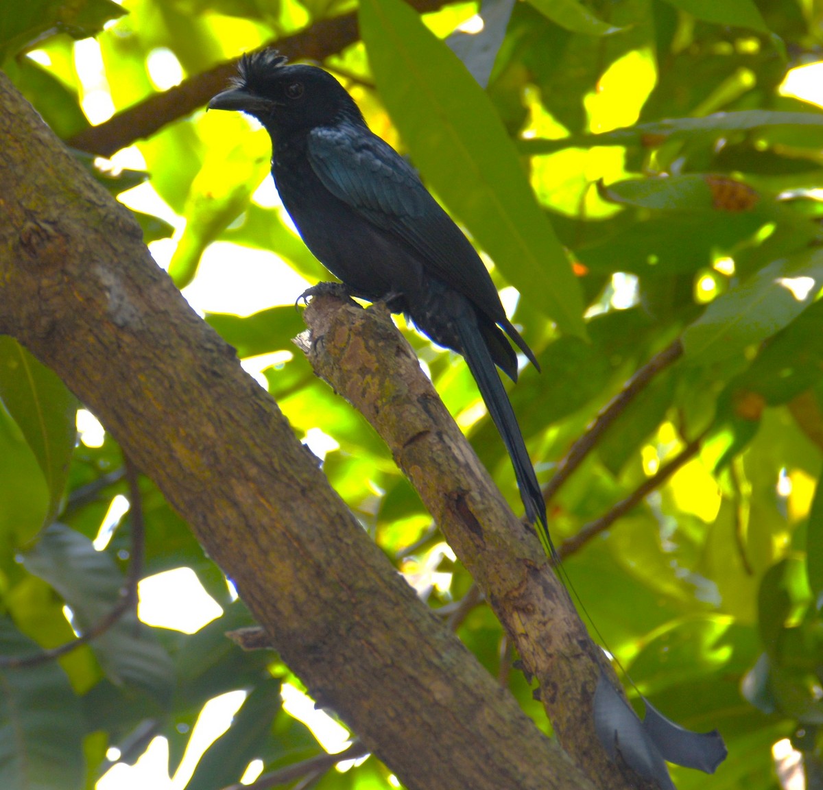 Greater Racket-tailed Drongo - Lathika Anoth