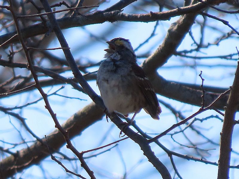 White-throated Sparrow - ML617370465