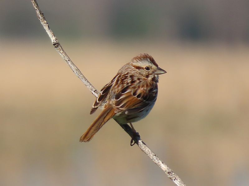 Song Sparrow - Tracy The Birder