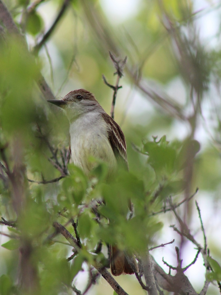 Ash-throated Flycatcher - alison rodgers