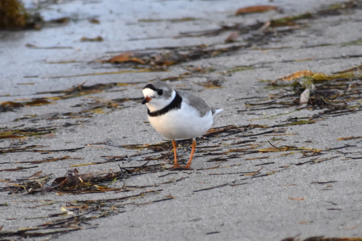 Piping Plover - ML617370523