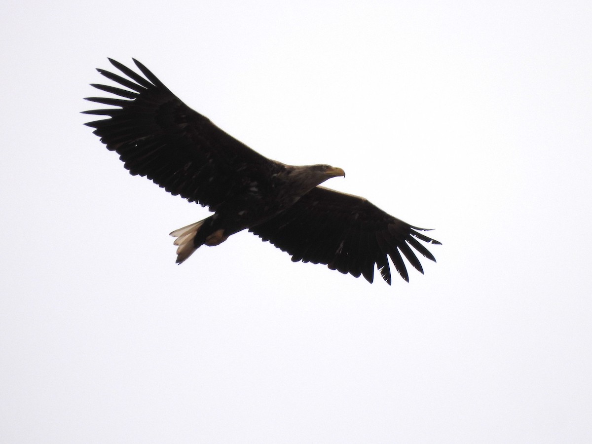 White-tailed Eagle - ML617370550