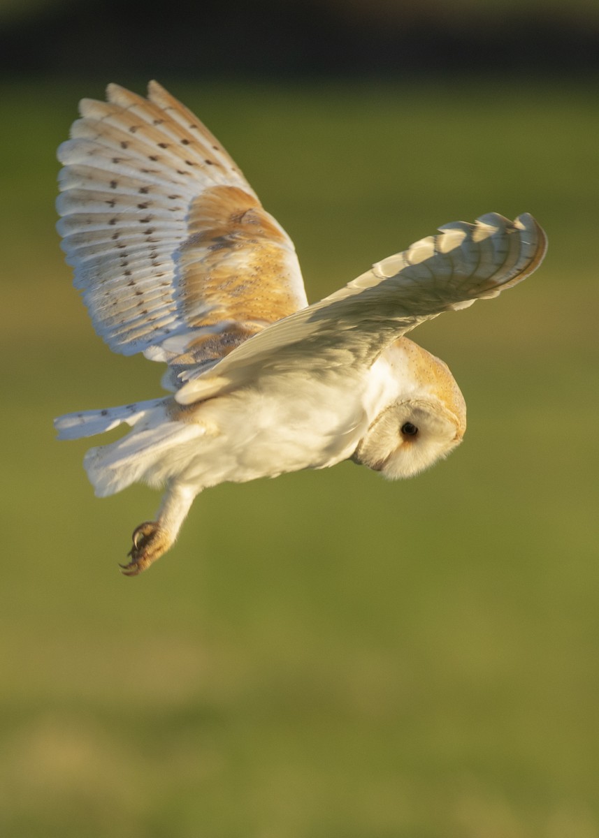 Barn Owl (Eurasian) - ML617370579