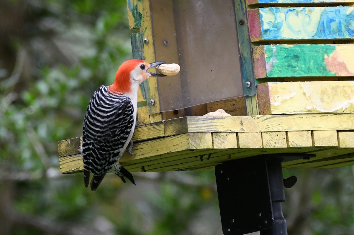 Red-bellied Woodpecker - ML617370660