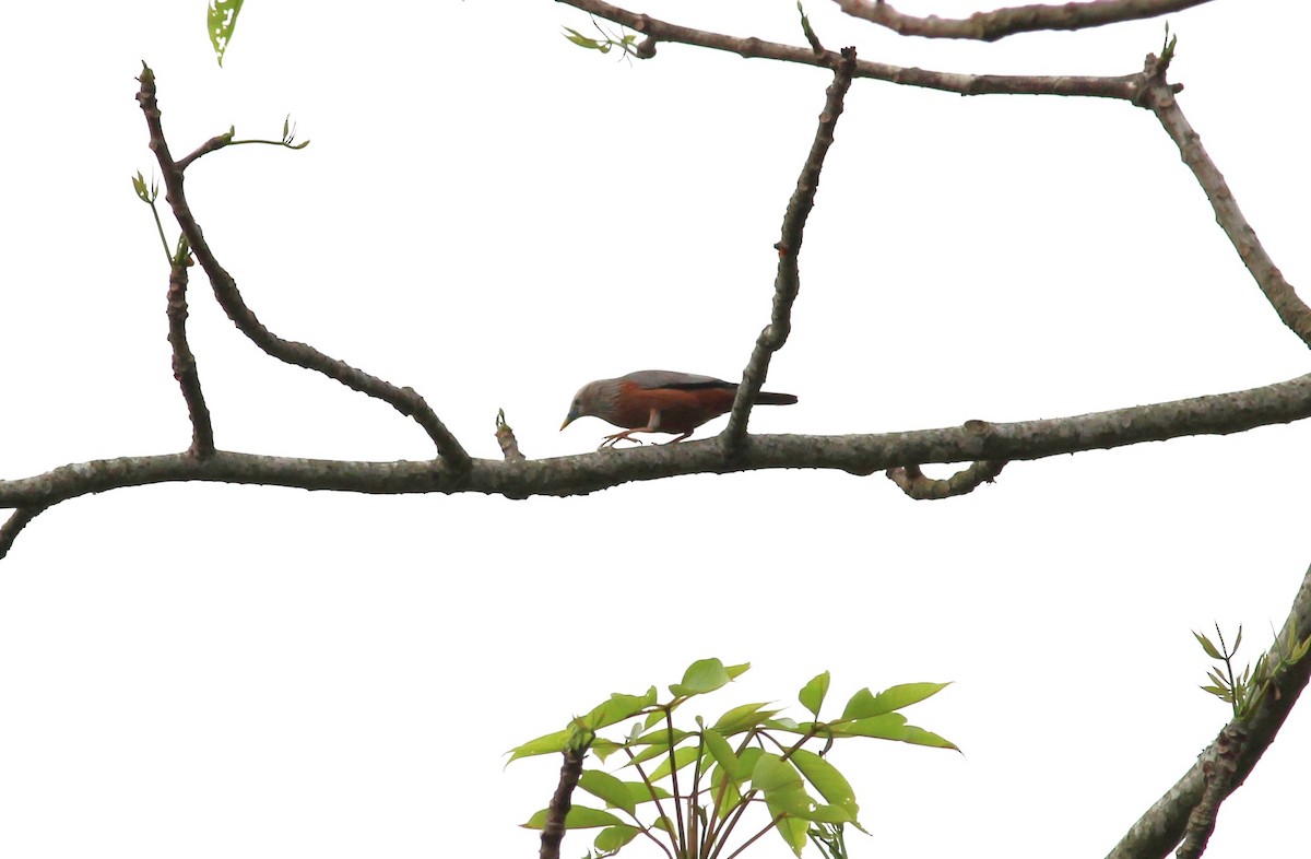 Chestnut-tailed Starling - ML617370678